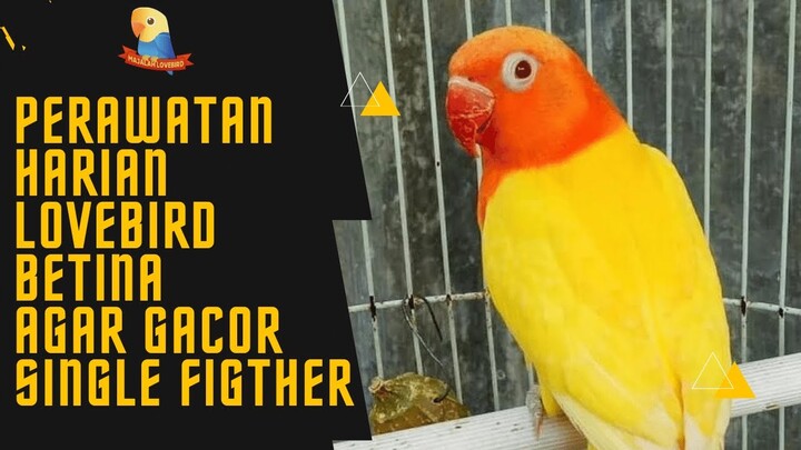 8 Cara PERAWATAN HARIAN Lovebird Betina Agar GACOR SINGLE FIGHTER