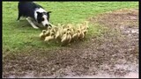 Shepherd dog and ducks