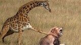 แม่ยีราฟเตะหัวสิงโต ฆ่ามันเพื่อช่วยลูกของเธอ ชีวิตที่โหดร้ายของสัตว์ป่า