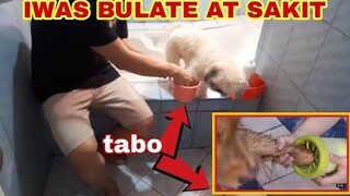 PARA HINDI MAGKABULATE ANG ASO + Tips sa paglilinis ng paa ng aso