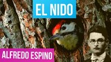 EL NIDO Alfredo Espino 🐦🌲 | El Nido Poema de Alfredo Espino 🌄 | Poemas de Alfredo Espino Valentin