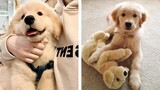 Cute Golden Dogs Help You Relax After Tiring Day 🐶🥰 | Cute Puppies