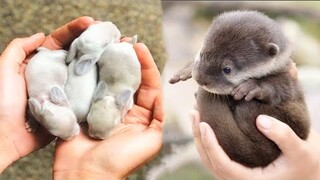 AWW SO CUTE! Cutest baby animals Videos Compilation Cute moment of the Animals - Cutest Animals #2