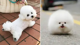 Funny and Cute Dog Pomeranian 😍🐶| Funny Puppy Videos #139
