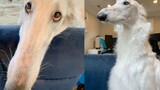 [สัตว์]หมาป่ารัสเซียยวูล์ฟฮาวด์อายุสามขวบที่มีจมูกยาวมาก