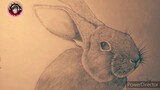 How to Draw. charcoal Sketch  realistic Rabbit step by step