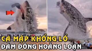 Cá Mập Khổng Lồ Săn Mồi Ngoài Bờ Biển Đã Khiến Đám Đông Trở Nên Hoảng Loạn | Tám Tới Tấp