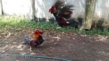 battle of cocks