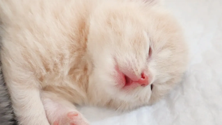 ลูกแมวร้องไห้เมื่อเจอแม่แมว