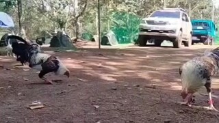 Broodcock Sparring when just finished moulting Hatch Grey 🆚 Chappell Dom