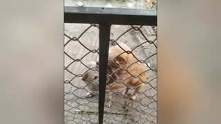 Yêu Bông Bơ thì tim 2 e đi ạ. cunyeucuadua yeucho yeuchomeo cún cúncon chó chómèo chócon chókhôn yeuchomeo chócute pet dog dogsoftiktok