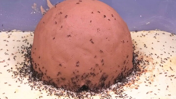 Proses semut membangun tumpukan loess menjadi sarang semut