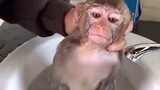 The day before vacation I'd rather watch monkeys take a bath than work