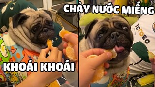 Khoái Khoái, Chảy Nước Miếng Nhưng Lại Bị Thằng Sen Lừa 😂 | Yêu Lu