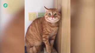 Ketika kucing bisa bicara! Menggelikan sekali! Ah... Beri aku daging!