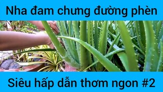 Nha đam chưng đường phèn siêu hấp dẫn #2