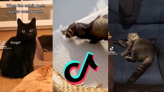 DRUGS?! No we're okay, this is awkward - The Drug Owl TikTok Meme Compilation