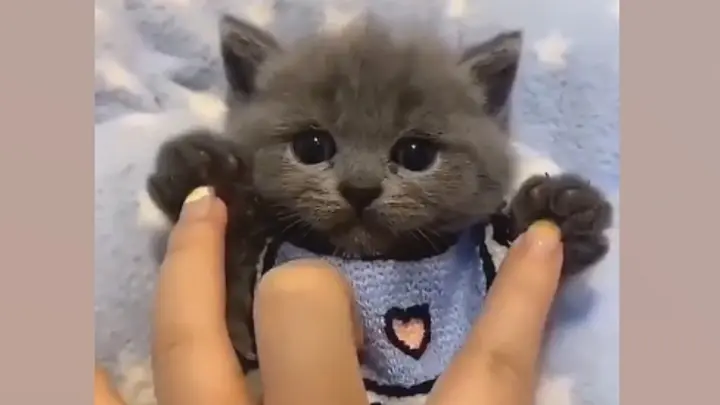 ã€�Cute Petsã€‘So cute! Little kittens!