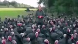 Even the turkeys find it funny 😆