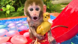 Baby Monkey Bon Bon plays Water Ball with ducklings at the Swimming Pool