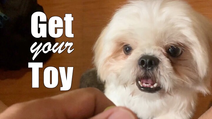 Asking My Dog to Get His New Toy | Cute & Funny Shih Tzu Video