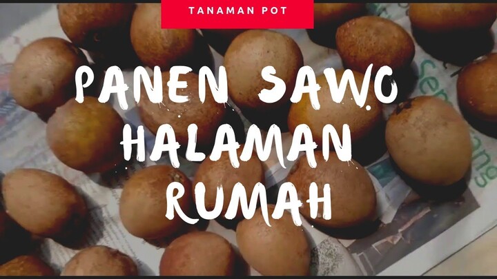 Suksesss.... Panen sawo di halaman rumah | Tanaman Buah Dalam Pot