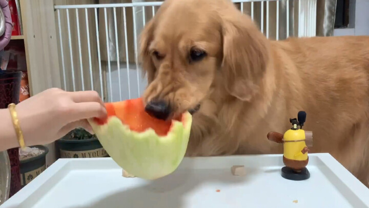 Peliharaan Lucu | Mukbang Terang-Terangan Golden Retriever