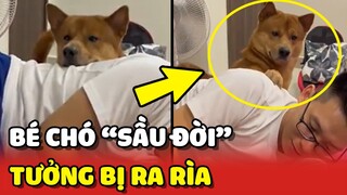 Bé chó SẦU ĐỜI vì nghĩ mình bị cho RA RÌA 😂 | Yêu Lu