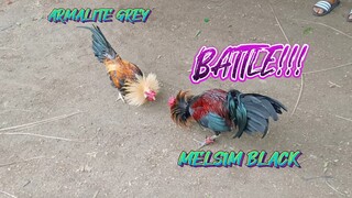 ARMALITE GREY VS MELSIM BLACK   SPAR!!    JRP BACKYARD