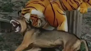 [Funny] The dog is frightened to death by the fake tiger doll