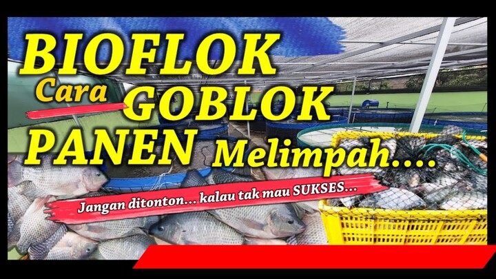 Bioflok Ala Bang Gullo, Goblok Tapi Panen Melimpah | Jangan ditonton Kalau Mau Gagal | Tips Sukses