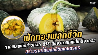 ฟักทองพลิกชีวิต : ข้าวตอก 573  ของแท้ อันดับ 1  ฟักทองลายข้าวตอก  เหนียว หวาน มัน ทานอร่อย : FEED