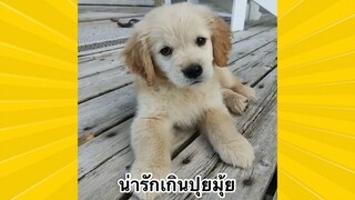 สัตว์เลี้ยงพื่อนขนปุย : น่ารักเกินปุยมุ้ย