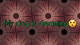 Do dogs dream ???