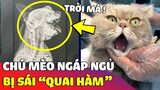 Chú mèo 'NGÁP NGỦ' đến sái quai hàm bỗng trở thành 'TRÒ CƯỜI' trên mạng xã hội 😅 | Gâu Đần