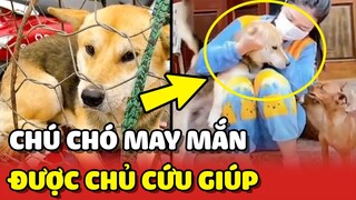 Chú chó MAY MẮN được GIẢI CỨU vào nhà toàn GÁI XINH 😍 | Yêu Lu