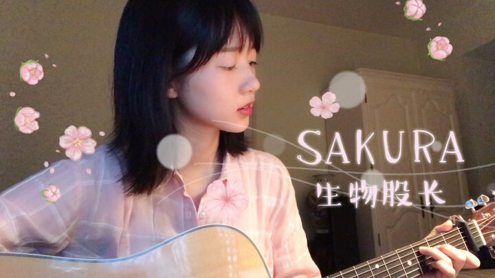 【吉他弹唱】SAKURA（cover 生物股长）