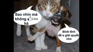 Tổng Hợp Video Chó Mèo Hài Hước Nhất 2023 | Funniest Cats And Dogs Video 😺😍 2023 | Part 02