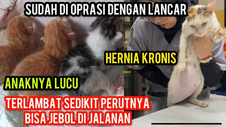 KABAR GEMBIRA KUCING SAKIT HERNIA HAMIL BESAR SUDAH DI OPRASI DENGAN LANCAR ‼️