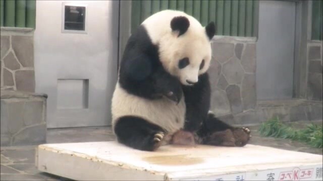 [Hewan]Reaksi lucu Panda DanDan untuk camilan terakhir