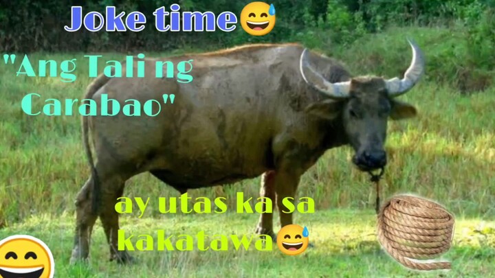 ANG TALI NG CARABAO 🦬