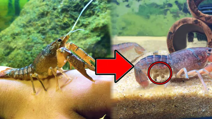 First time seeing a 'early-maturing' lobster