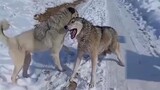 Epic Clash of Titans | Kangal vs Wolf | Unleashing Nature's Power | Fearless Guardian | ALPHA