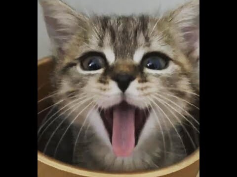 1 HOUR FUNNY CATS COMPILATION 2021😂| Funny and Cute Cat Videos to Make You Smile! 😸