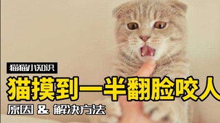 猫撸到一半翻脸咬人，是什么原因？