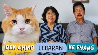 Dek Chiko Lebaran. funny video, cat, cats, animal, animals, trending, kucing viral, pet, pets, dog