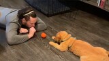 How Do Dogs Show Their Affection? Sweet Moments Between Dog And Human