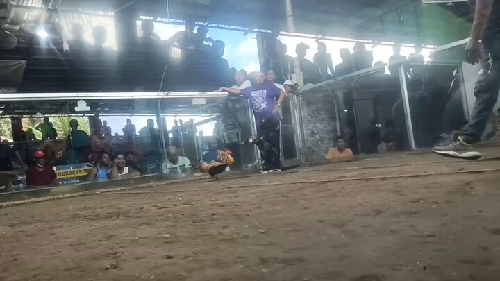 Magarao Cock Fight Arena Calabanga Camsur