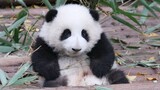 【大熊猫和花】牙牙都还没长齐，就学吃竹子啦？