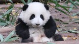 Your teeth aren't even done growing and you're already gnawing on bamboo?